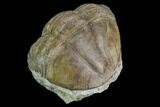 Wide, Enrolled Asaphus Minor Trilobite - Russia #127835-2